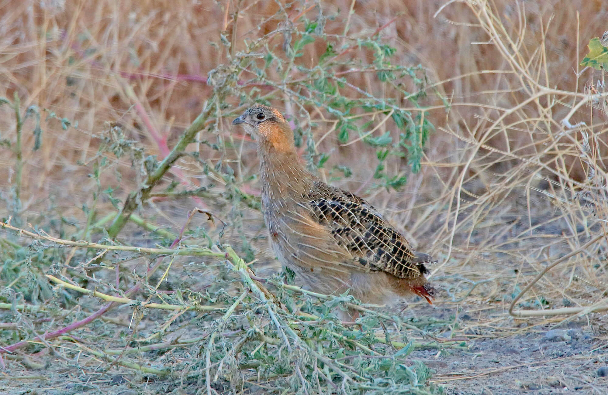 Gray Partridge | Mountain West Most Wanted