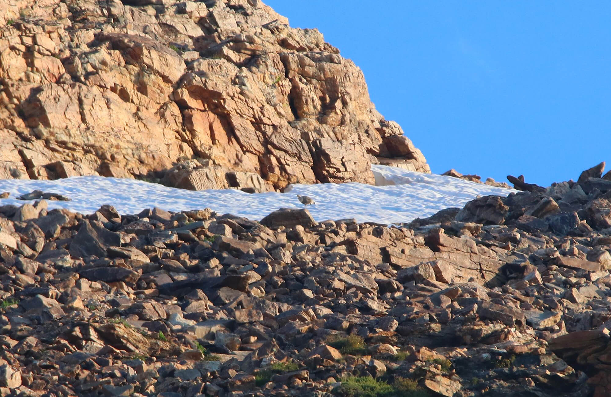 Himalayan Snowcock | Himalayan Snowcock Expedition