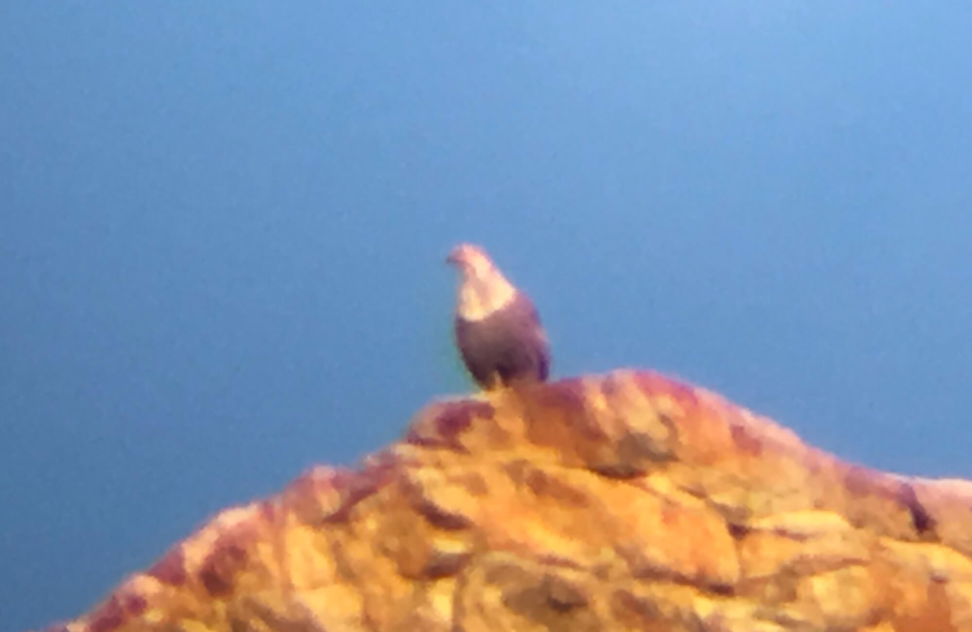 Himalayan Snowcock | Himalayan Snowcock Expedition