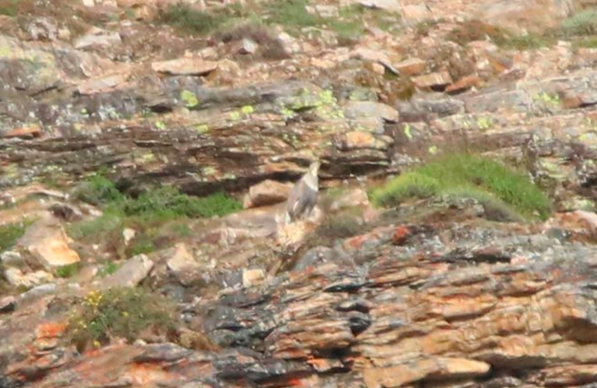 Himalayan Snowcock | Himalayan Snowcock Expedition