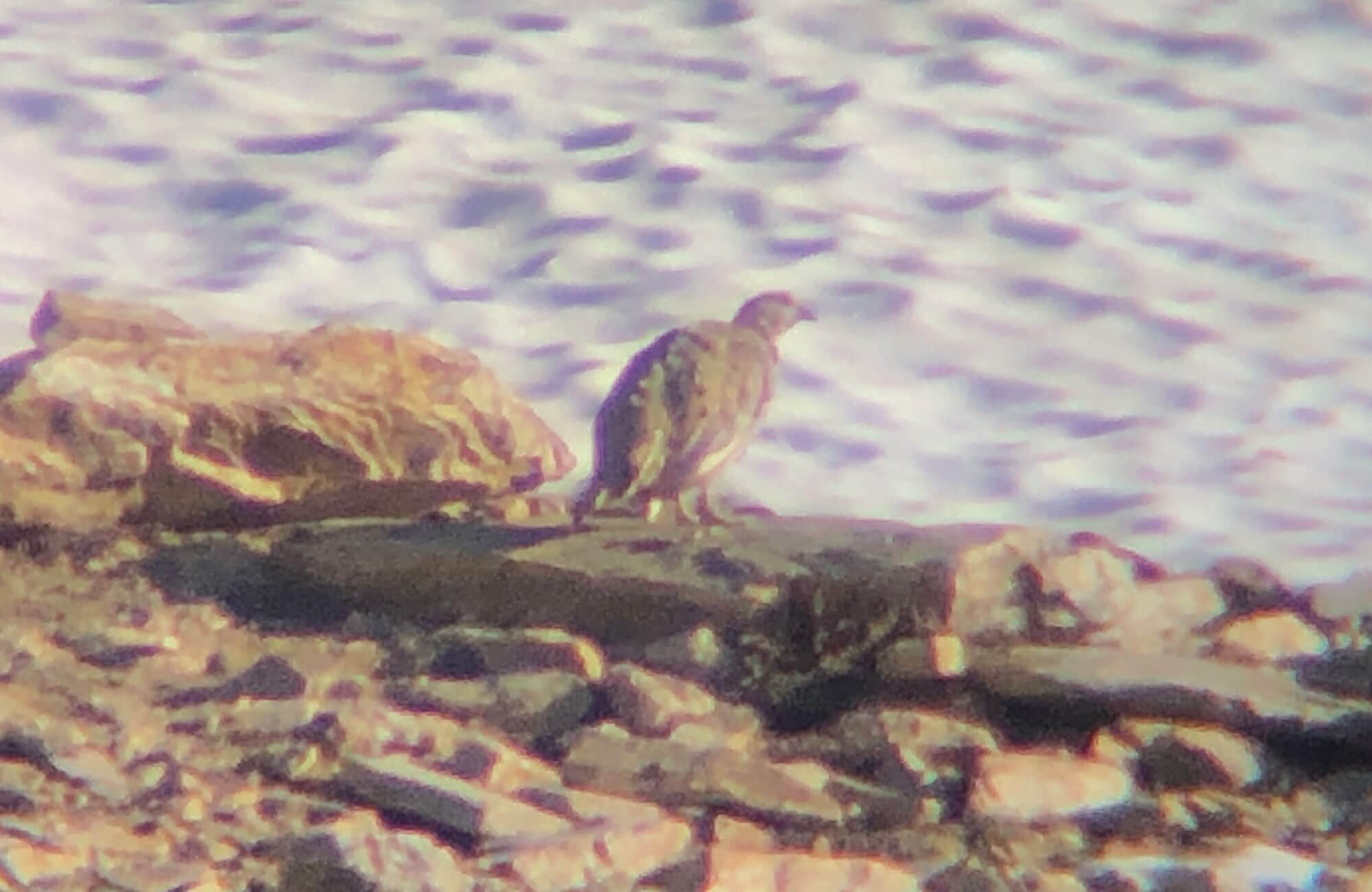 Himalayan Snowcock | Himalayan Snowcock Expedition