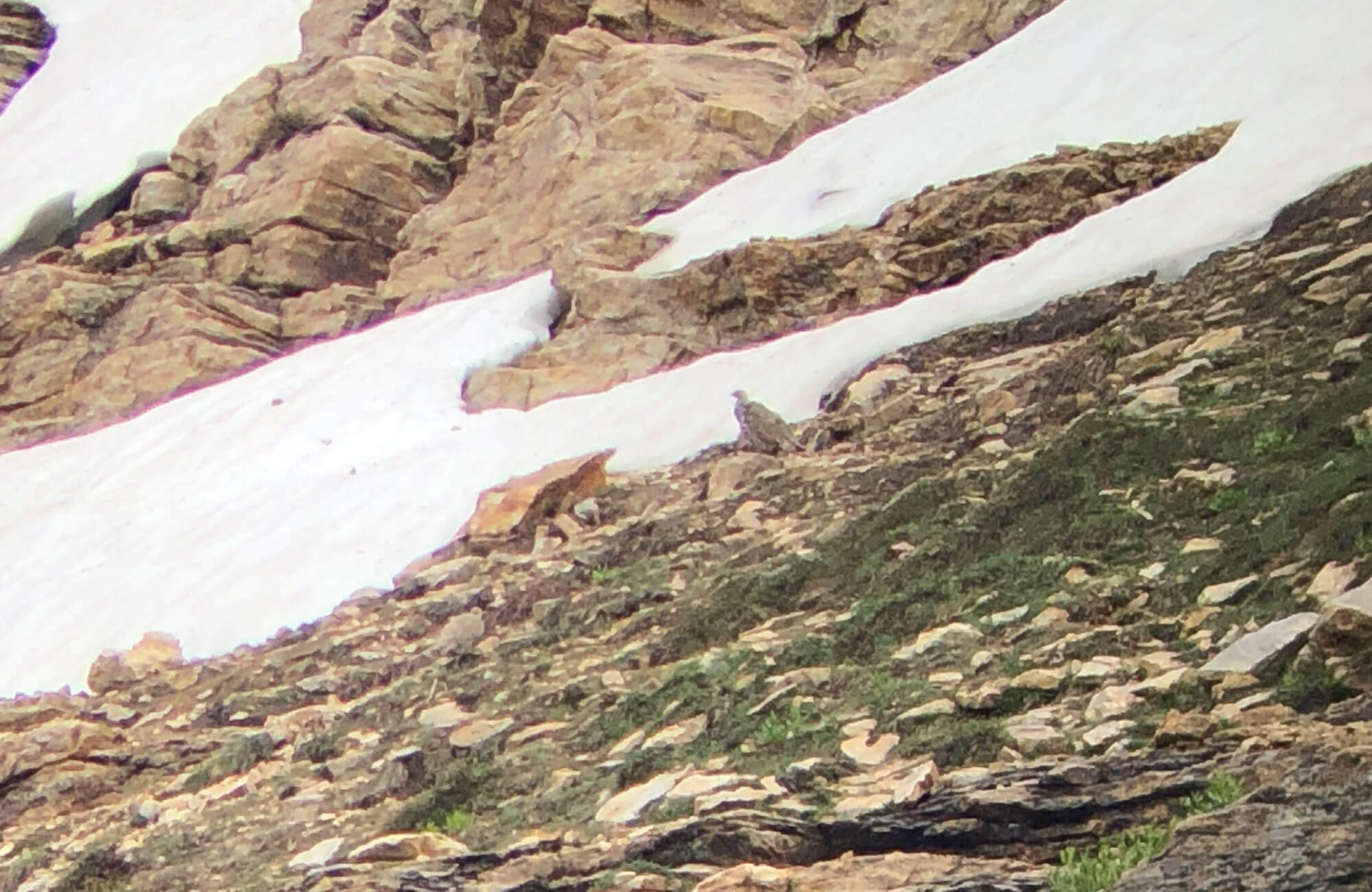 Himalayan Snowcock | Himalayan Snowcock Expedition