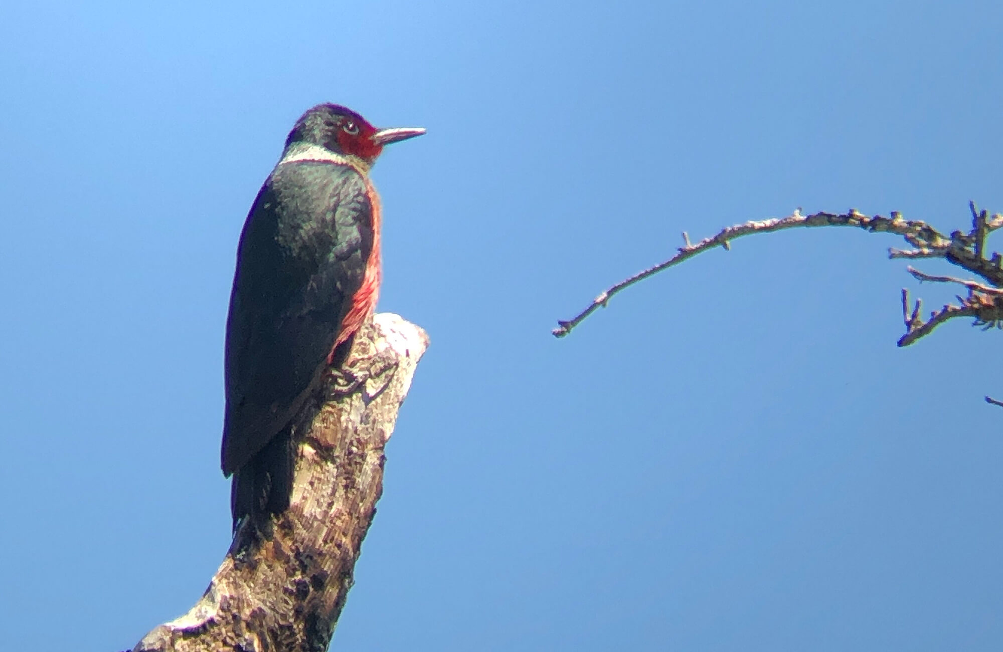 Lewis's Woodpecker | Cassia Crossbills & More