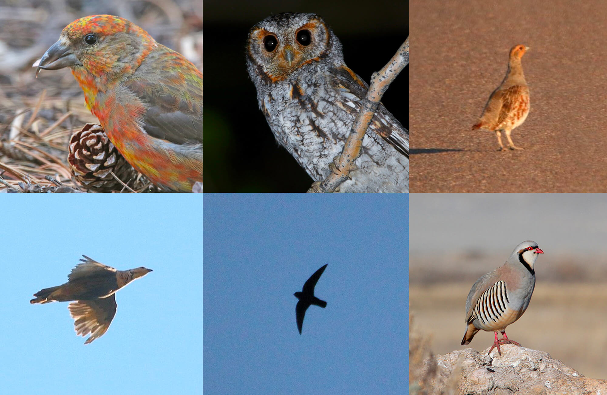 Cassia Crossbill, Himalayan Snowcock, Flammulated Owl, Black Swift, and Chukar Tour