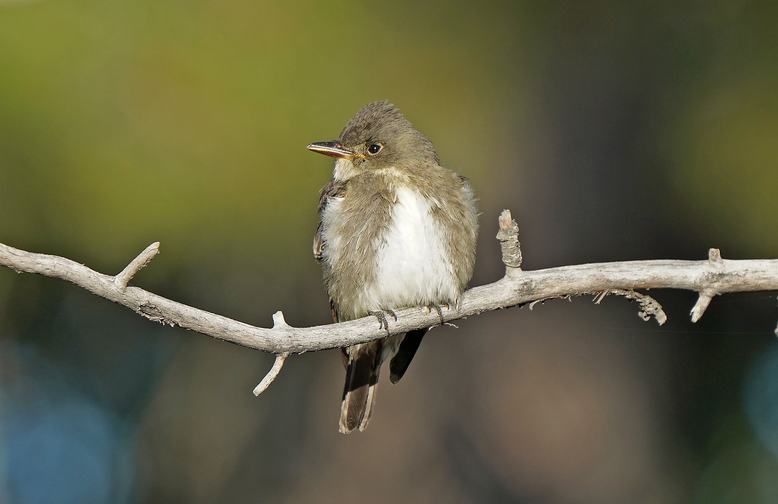 Olive-sided Flycatcher | Utah Day Trip