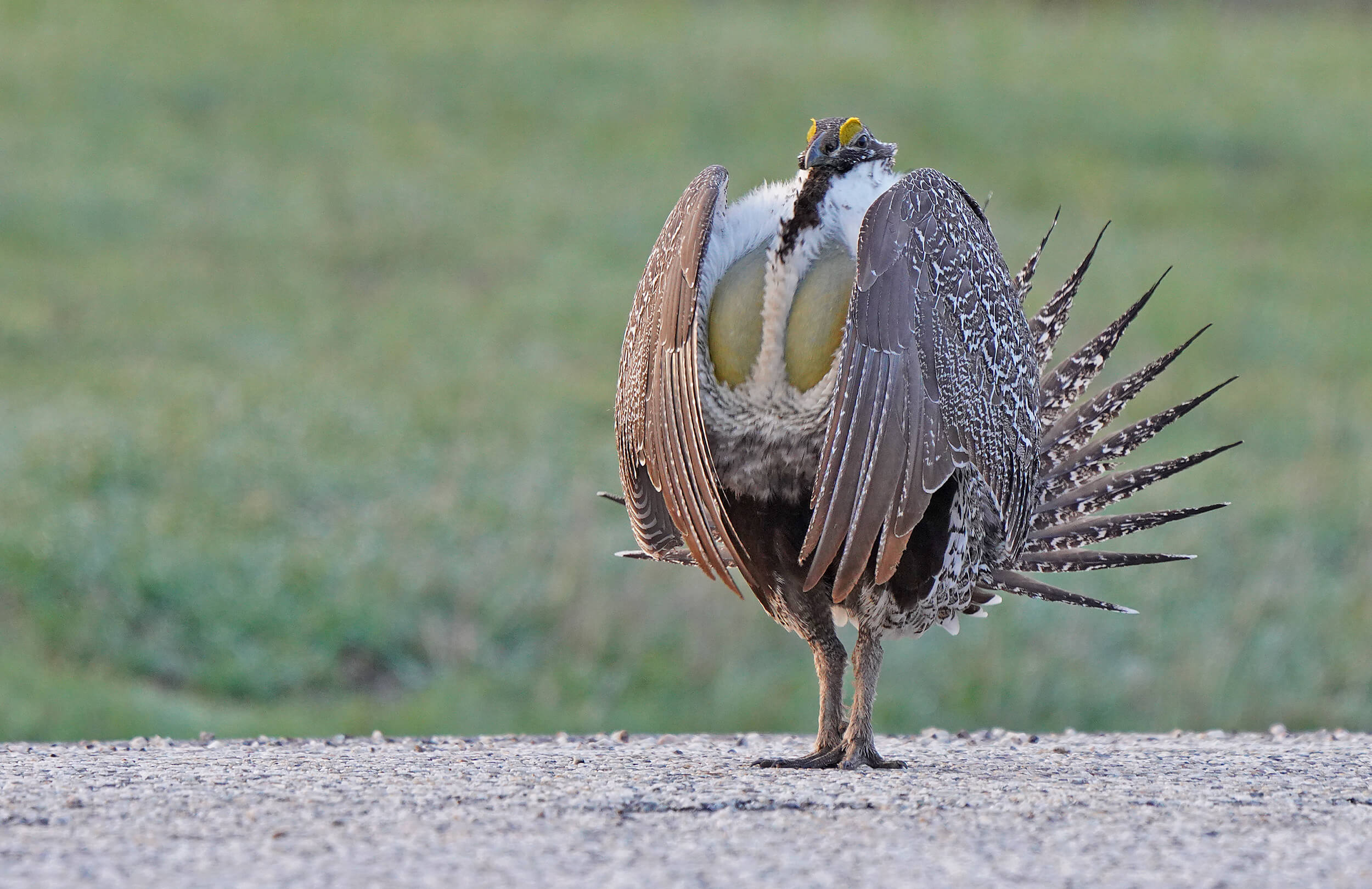 Greater Sage-Grouse | Utah Day Trip