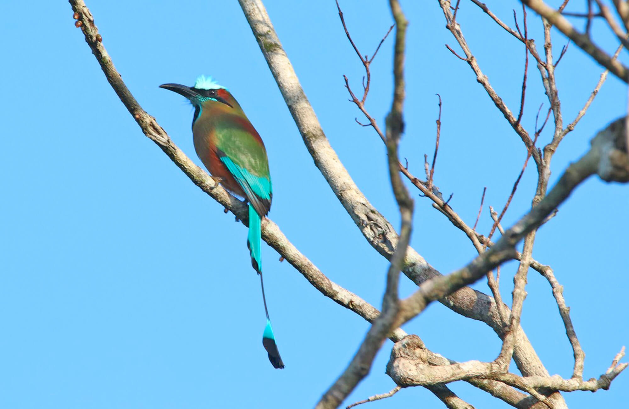 Turquoise-browed Motmot | Mexico: The Yucatán and Cozumel
