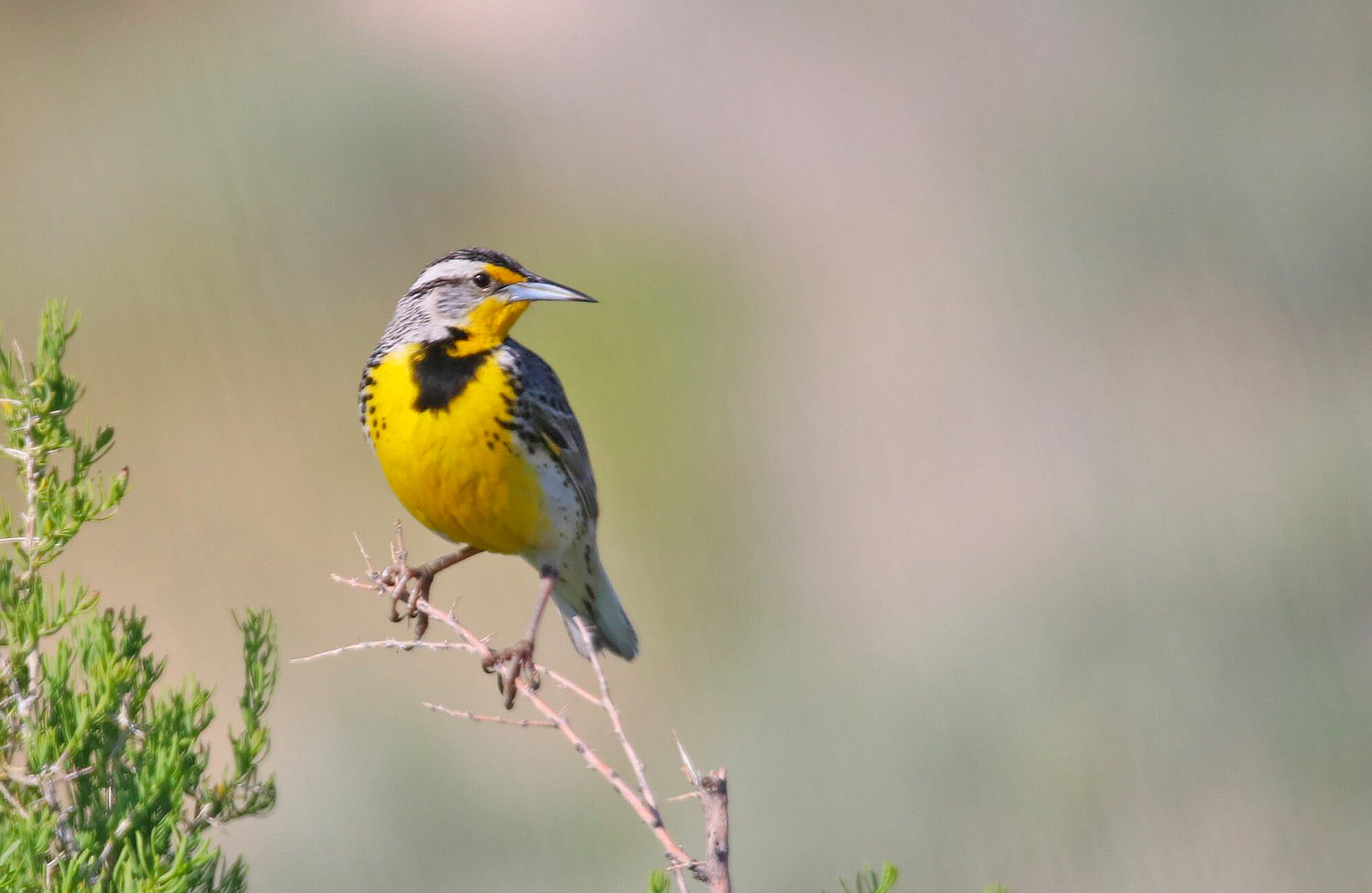 Western Meadowlark | Great Salt Lake Birding Tour