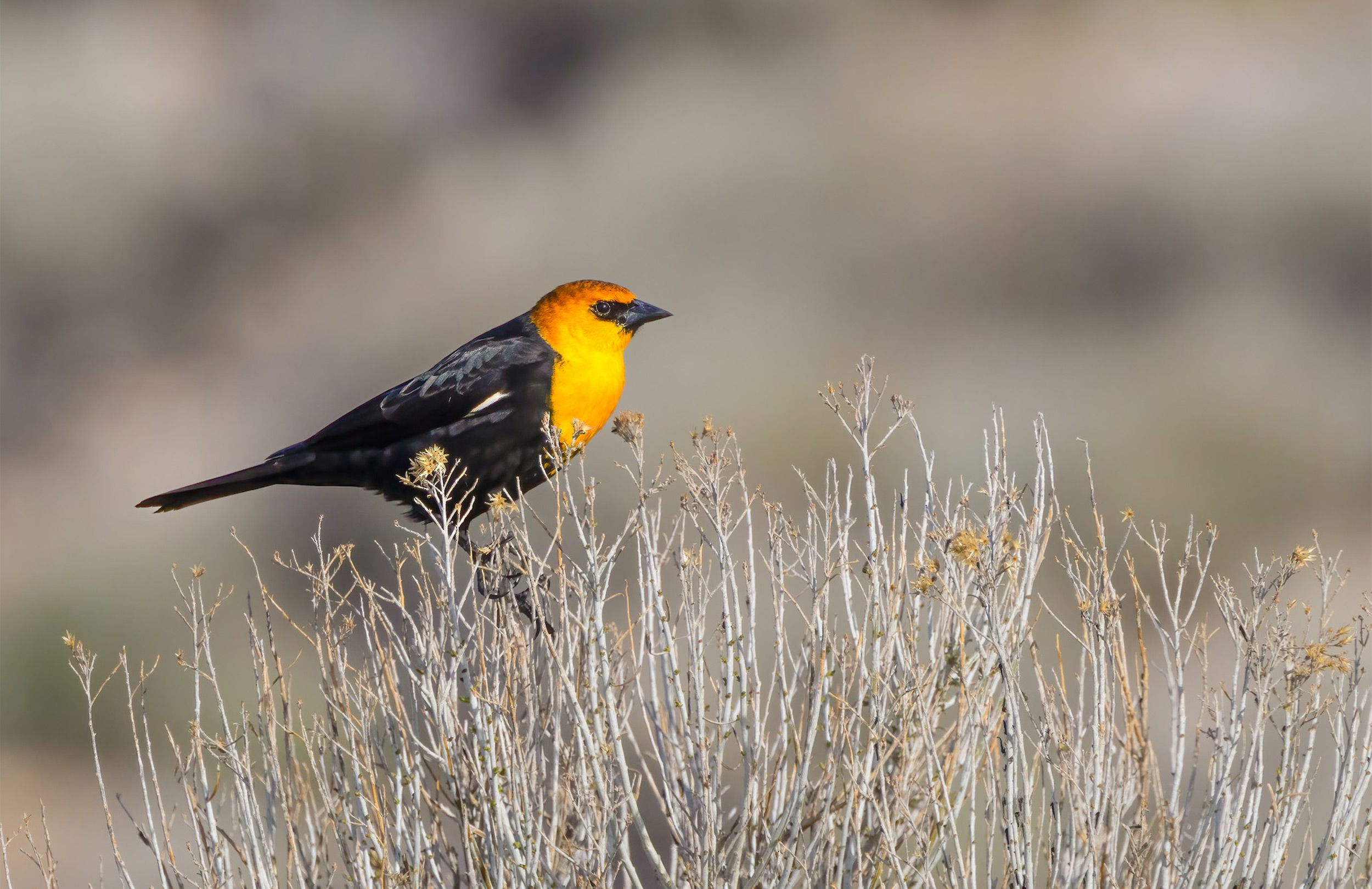 Great Salt Lake Birding Tour