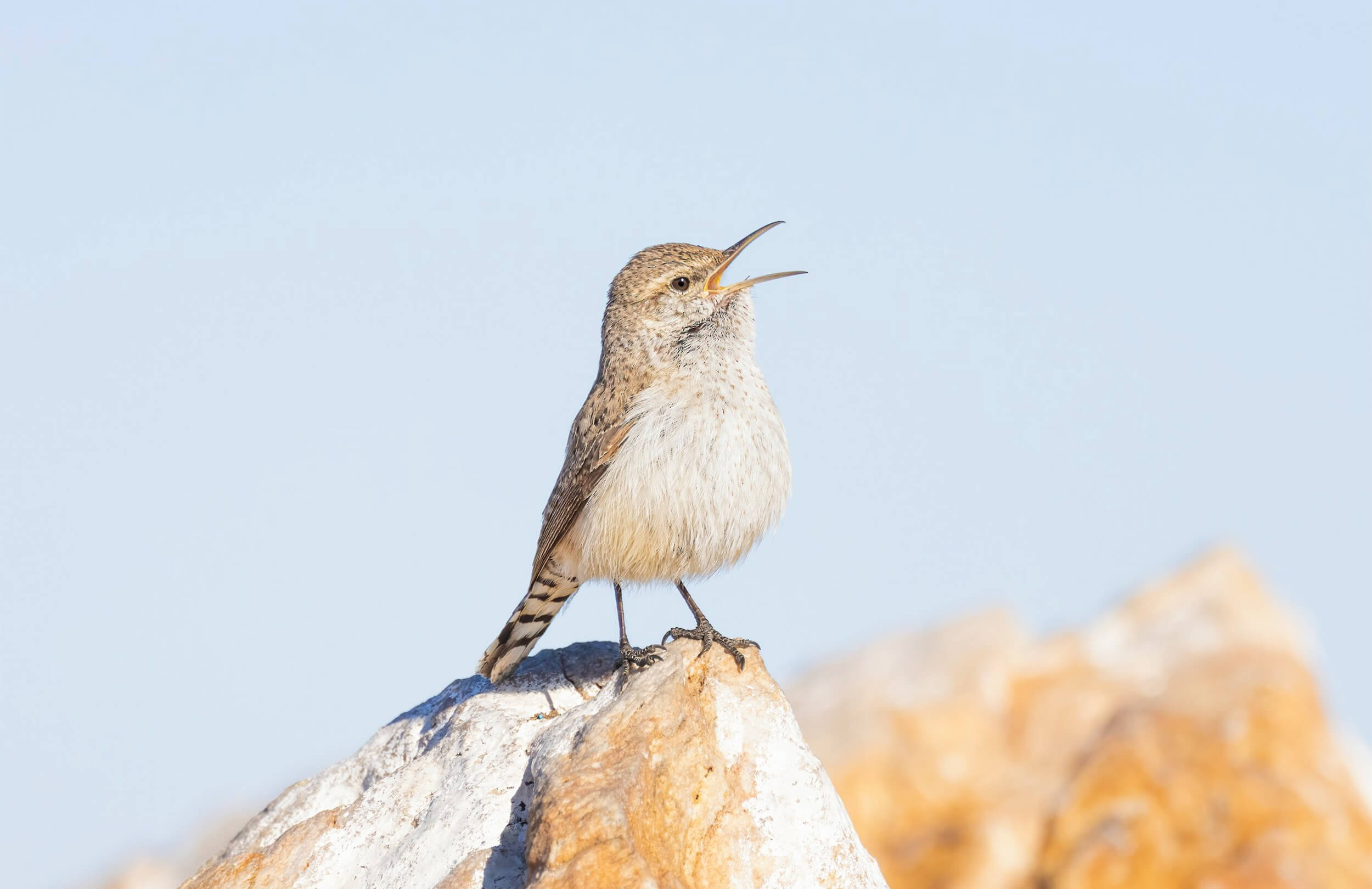Rock Wren