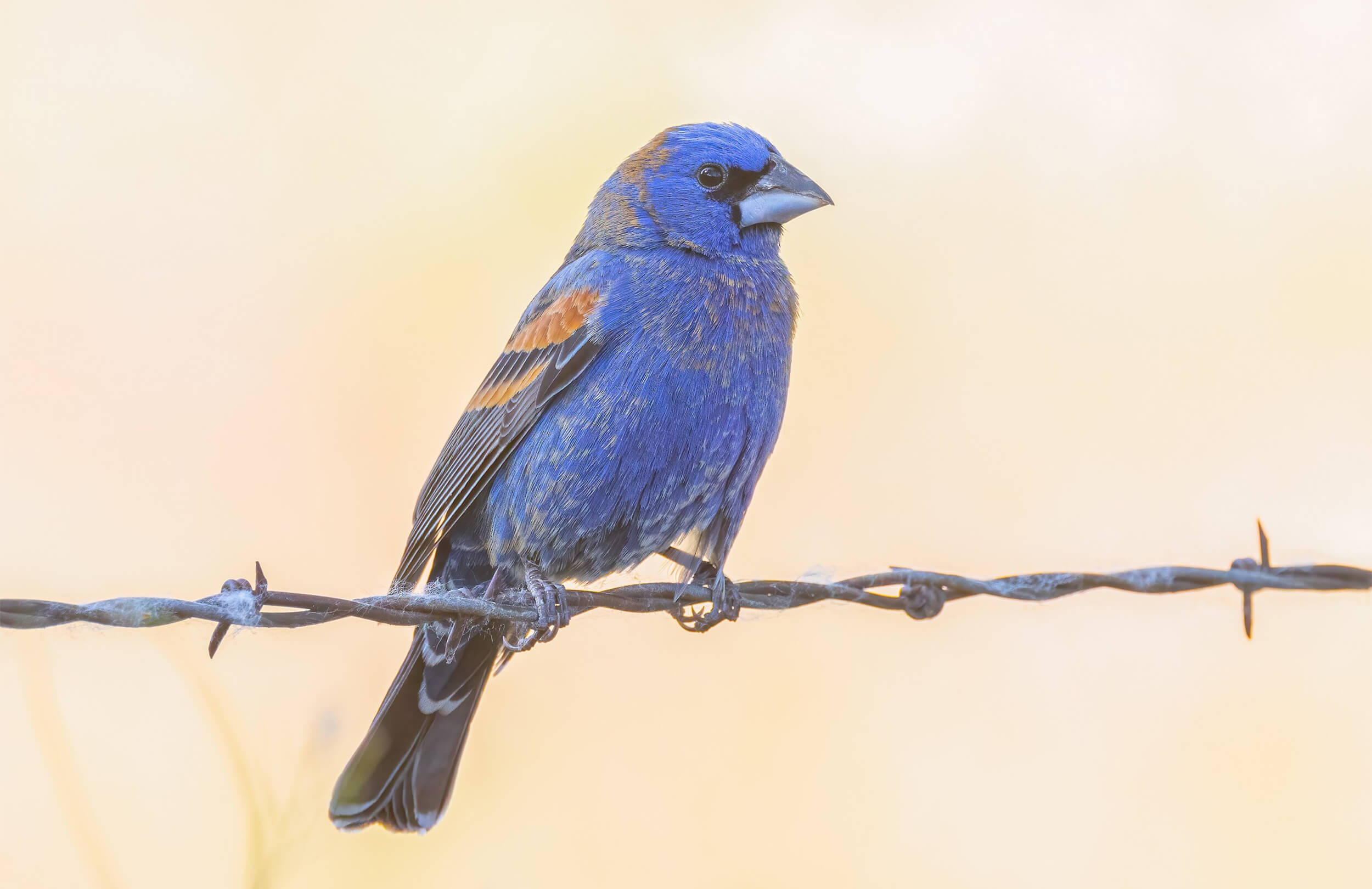 Blue Grosbeak