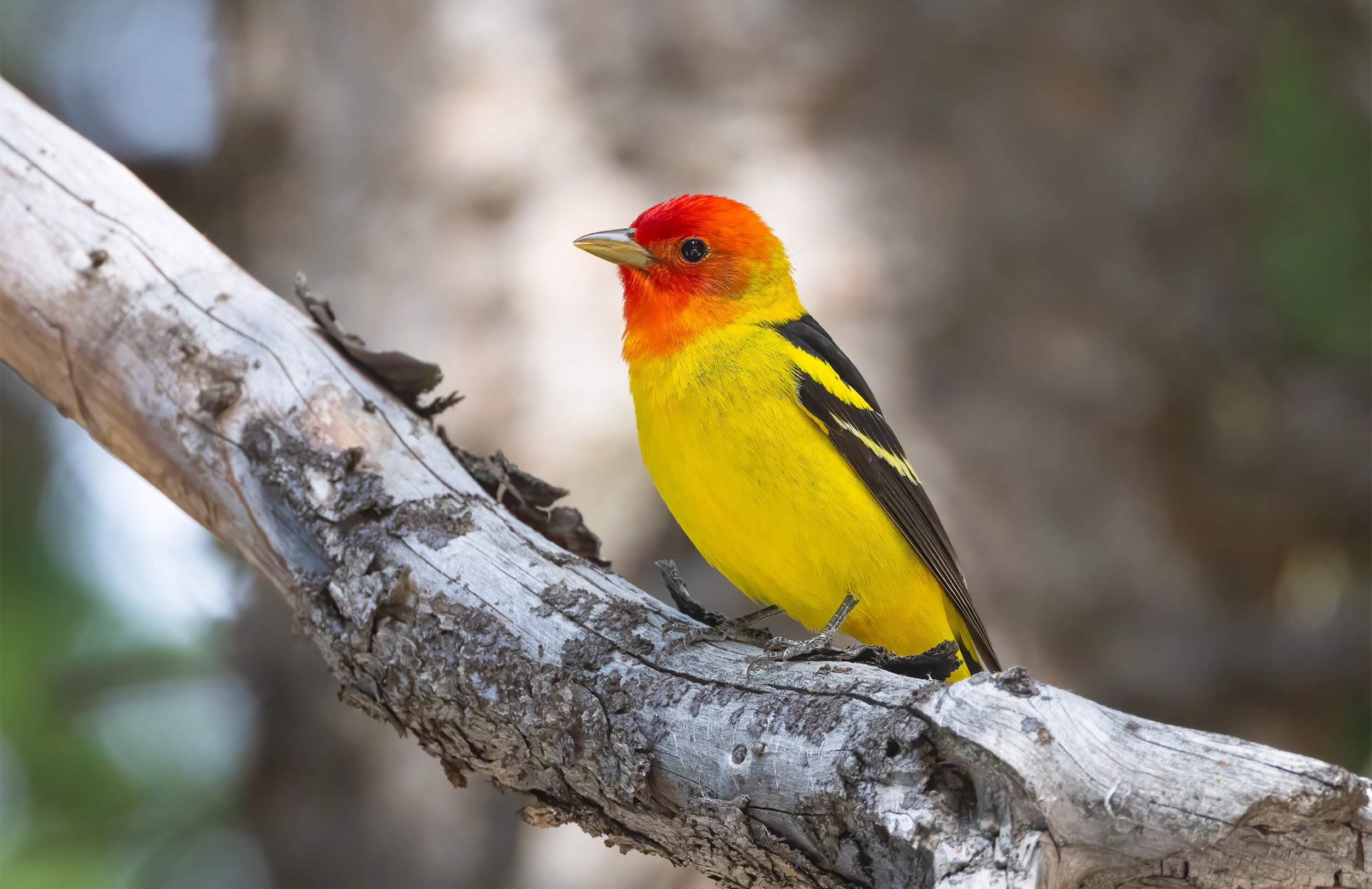 Western Tanager