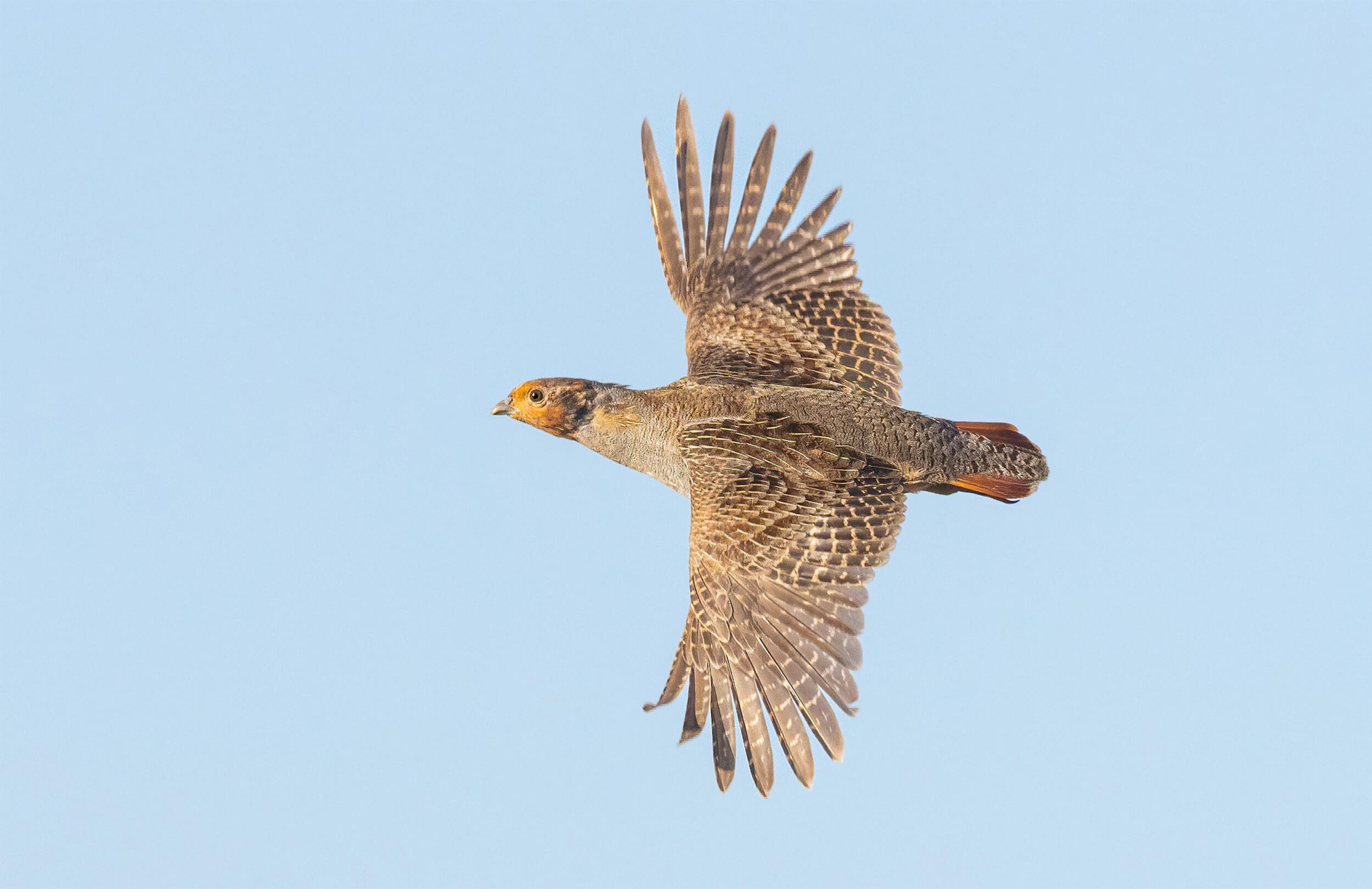 Gray Partridge