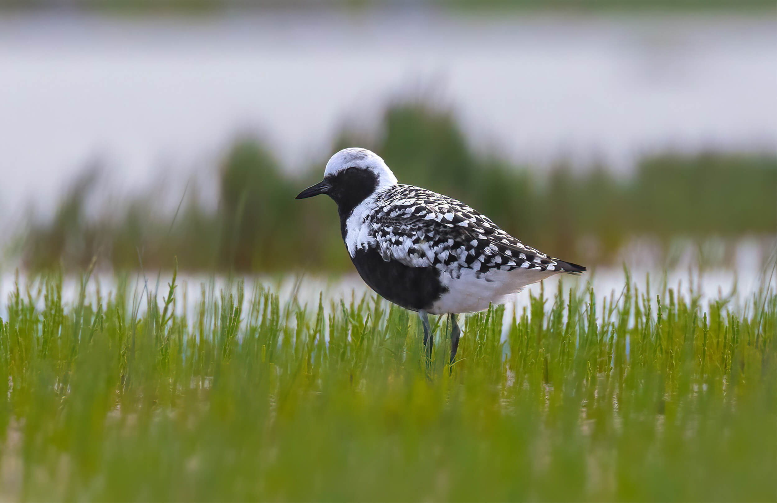 Black-belllied Plover
