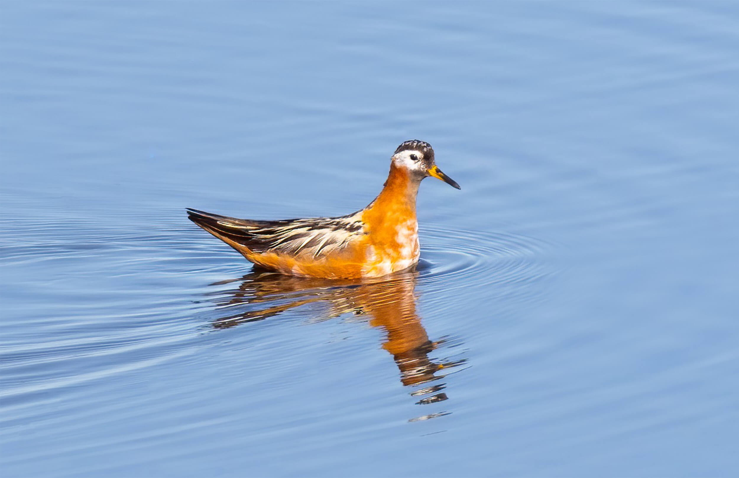 Red Phalarope